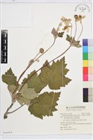 小白頭翁、野棉花藏品圖，第1張