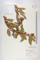 藤胡頹子藏品圖，第1張