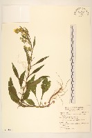 一枝黃花藏品圖，第1張