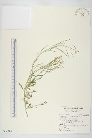 玉山筷子芥藏品圖，第1張