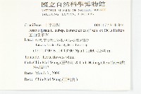 玉山筷子芥藏品圖，第2張