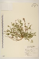 鵝不食草藏品圖，第1張