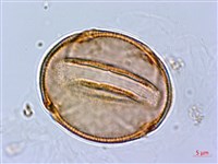 齒果酸模藏品圖，第2張