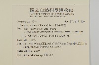 日本假蓬藏品圖，第2張