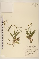 刀傷草藏品圖，第1張