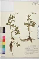 鉤柱毛茛藏品圖，第1張