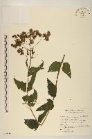 腺葉澤蘭藏品圖，第1張