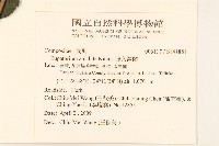 腺葉澤蘭藏品圖，第2張