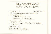 翅果假吐金菊藏品圖，第2張