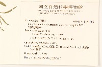 細葉鼠麴草藏品圖，第2張