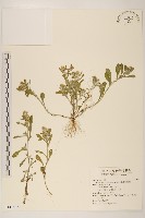 匙葉鼠麴草藏品圖，第1張