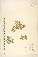 翅果假吐金菊藏品圖，第1張