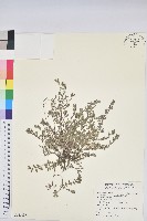 斑地錦藏品圖，第1張