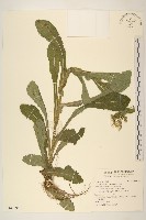 鬼苦苣菜藏品圖，第1張