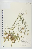 白花貓兒菊藏品圖，第1張
