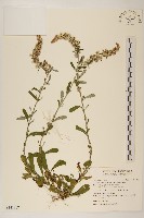 裏白鼠麴草藏品圖，第1張