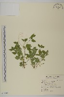 金腰箭舅藏品圖，第1張