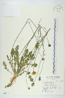 貓兒菊藏品圖，第1張