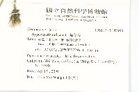 貓兒菊藏品圖，第2張