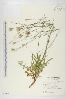 白花貓兒菊藏品圖，第1張