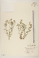 匙葉鼠麴草藏品圖，第1張