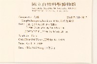 匙葉鼠麴草藏品圖，第2張