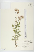 泥胡菜藏品圖，第1張