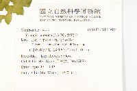 黃鵪菜藏品圖，第2張