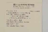 加拿大蓬藏品圖，第2張