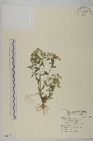 加拿大蓬藏品圖，第1張