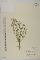 加拿大蓬藏品圖，第1張