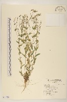 刺萵苣藏品圖，第1張