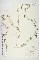 卵葉菜欒藤藏品圖，第1張