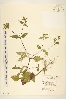 豨薟藏品圖，第1張