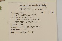 纓絨花藏品圖，第2張