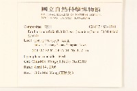 紫背草藏品圖，第2張