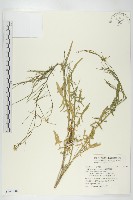 戟葉抪娘蒿藏品圖，第1張