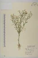 加拿大蓬藏品圖，第1張