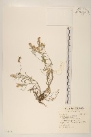 絲綿草藏品圖，第1張