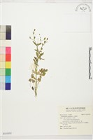 石龍芮藏品圖，第1張