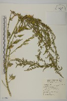 臺灣藜藏品圖，第1張