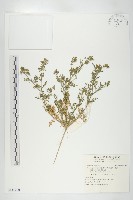 臭濱芥、臭薺藏品圖，第1張