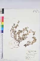 紫斑大戟藏品圖，第1張