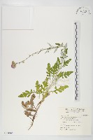 泥胡菜藏品圖，第1張