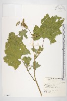 蒼耳、羊帶來藏品圖，第1張