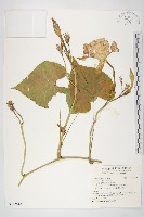 天茄兒藏品圖，第1張