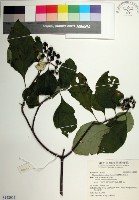 臺灣玉葉金花藏品圖，第1張