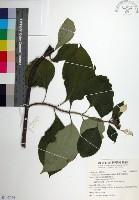 臺灣玉葉金花藏品圖，第1張