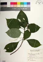 臺灣玉葉金花藏品圖，第1張