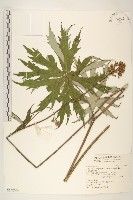 高山破傘菊藏品圖，第1張